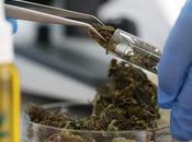CANNABIS MÉDICAL C'est moins prescriptions d'hospitalisations