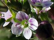 Véronique aquatique (Veronica catenata)