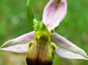 Ophrys abeille var. bicolore (Ophrys apifera bicolor)