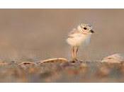 insécurités sont-elles atouts