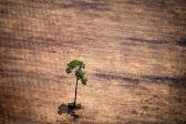 Brésil: augmentation déforestation Amazonie 2019