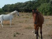 Monter grands chevaux