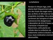 Fleurs Plantes Toxiques