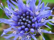 Jasione pérenne (Jasione laevis)