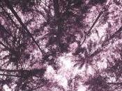 belle lumière, Angélique Villeneuve… coup coeur Rentrée littéraire 2020