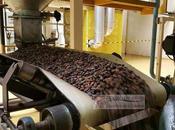 Culture rente cacao camerounais n’est reconnu juste valeur