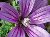 Mauve sauvage (Malva sylvestris)