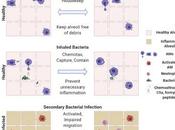 #Cell #macrophagesalvéolaires #bactéries Surveillance Macrophages Alvéolaires Dissimulent Bactéries Système Immunitaire pour Maintenir l’Homéostasie