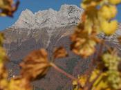 Vive blancs …les vins, bien sûr.