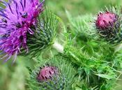 Cirse commun (Cirsium vulgare)