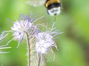 Ensauvager votre jardin pour accueillir biodiversité