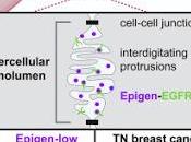 #Cell #signalisation #nanolumière #métastases Régulation Métastases Collectives Signalisation Nanoluminale