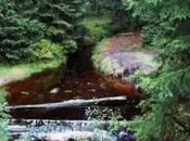 notes jeudi forêt Bedrich Smetana