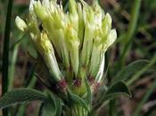 Trèfle jaunâtre (Trifolium ochroleucon)