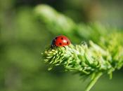 Pourquoi appelle-t-on coccinelle «petite bête Dieu»