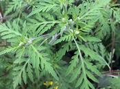 Ambroisie annuelle (Ambrosia artemisiifolia)