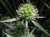 Panicaut champs (Eryngium campestre)