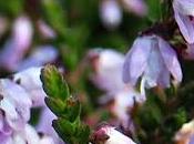 Callune (Calluna vulgaris)