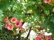 plante grimpante fleurs d'été: bignone