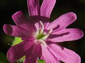 Silène dioïque (Silene dioica)