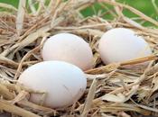 DIABÈTE consommation d’œufs augmente-t-elle risque