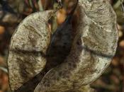 Baguenaudier commun (Colutea arborescens)