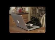 Krub nettoyez votre affichant GIFs chats