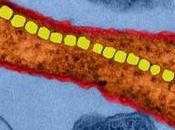 CANCER bactéries magnétotactiques pour cibler tumeur