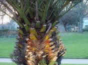 chaque jour faut danser