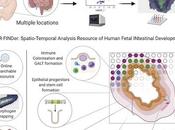 #Cell #développement #foetus #intestin Analyse spatiotemporelle développement l’intestin chez l’homme avec résolution niveau cellule