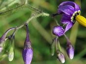 Morelle douce-amère (Solanum dulcamara)