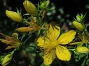 Millepertuis hérissé (Hypericum hirsutum)