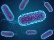 MICROBIOTE INTESTINAL bactérie s’attaque l’instinct maternel
