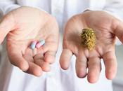 HYPERTENSION ARTÉRIELLE cannabis faisait baisser chez plus âgés