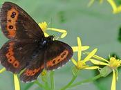 Moiré blanc-fascié (Erebia ligea)