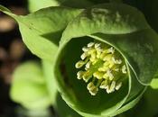 Hellébore fétide (Helleborus foetidus)