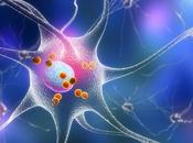 MALADIE PARKINSON Comment l'alpha-synucléine étouffe cellules cérébrales