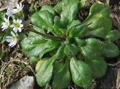 Drave printanière (Draba verna)