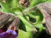 Pulmonaire montagnes (Pulmonaria montana)