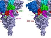 COVID-19 protéine pointe plus robuste explique virulence variants