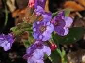 Pulmonaire sombre (Pulmonaria obscura)