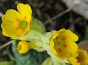 Primevère officinale, coucou (Primula veris subsp. veris)