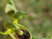 Gelé avant fleurir ophrys litigieux