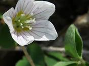 Oxalis bois (Oxalis acetosella)