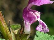 Lamier maculé (Lamium maculatum)