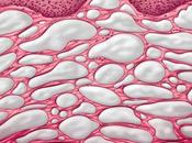 Interstitium organe notre corps découvert ...2018