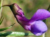 Gesse printanière (Lathyrus vernus)