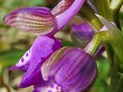 Orchis bouffon (Anacamptis morio)