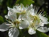 Cerisier Sainte-Lucie (Prunus mahaleb)