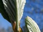 Alisier blanc (Sorbus aria)